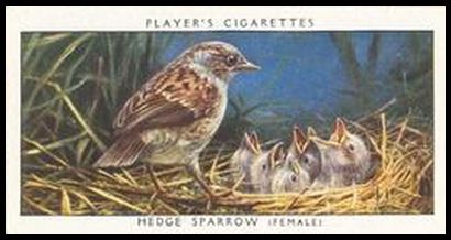 34 Hedge Sparrow